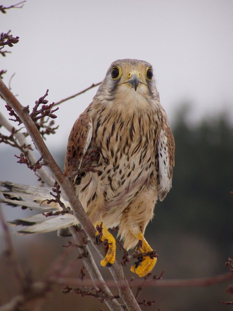obrázek: Rozmary počasí dělají vrásky volně žijícím živočichům