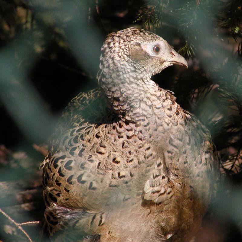 obrázek: Myslivci letos zajíce střílet nebudou