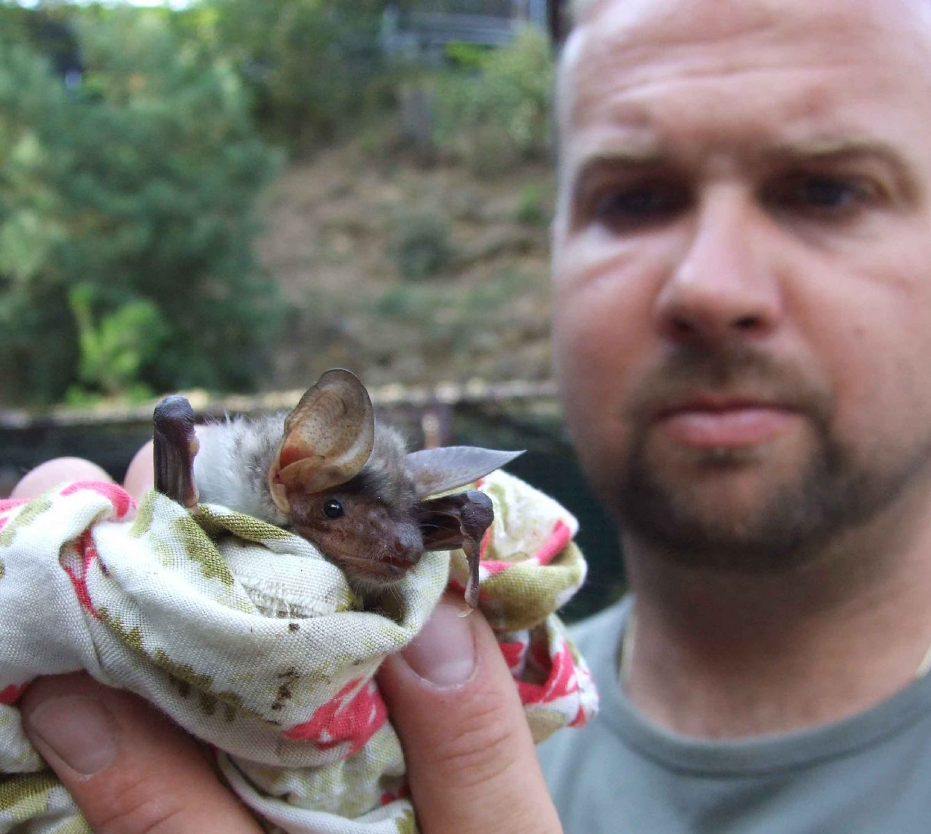 obrázek: Sezona netopýrů v plzeňských bytech právě začala