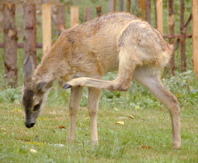 obrázek: Hasiči zachraňovali srnku z rybníka v Radnicích