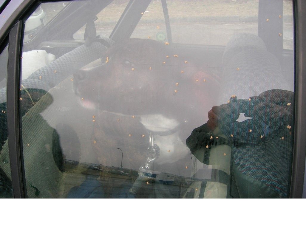 obrázek: Strážníci zachraňovali psa