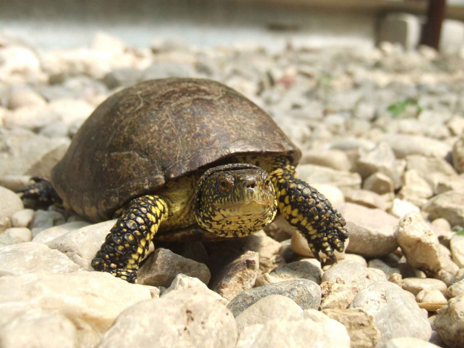 obrázek: U Nezvěstic našli vzácnou želvu, je v záchranné stanici