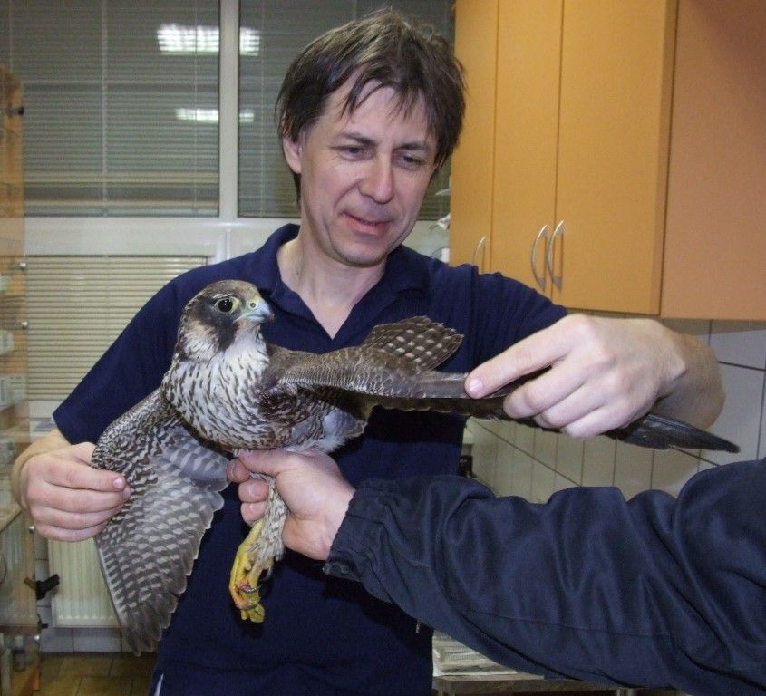 obrázek: V Plzeňském kraji našli dalšího mladého sokola