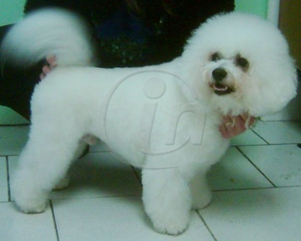 obrázek: V Plzni jsou módou psí salony