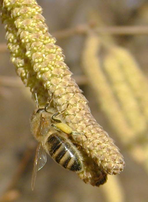 obrázek: Na Tachovsku řádil medový zloděj