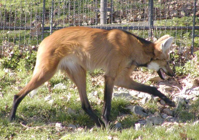 obrázek: Milovníci přírody půjdou příští sobotu Za vlky do lesů