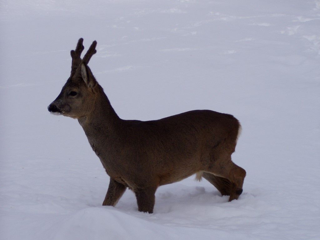obrázek: Vysoká sněhová pokrývka škodí v přírodě