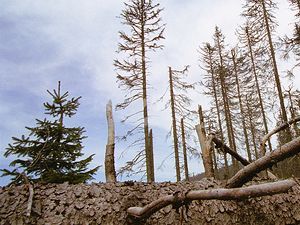 obrázek: Rokycanská radnice hostí putovní výstavu Zachraňme Šumavu
