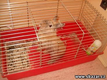 obrázek: Zakrslý králík skákal v příkopu za Plzní v igelitce