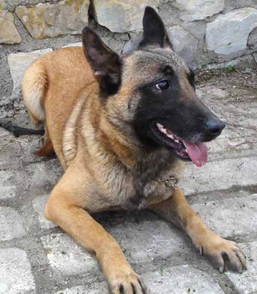 obrázek: Zloděj ukradl z božkovské zahrady psa