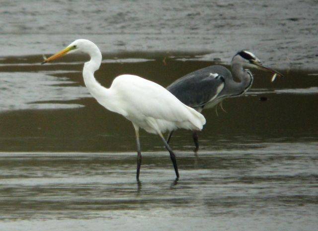 obrázek: Zraněná volavka už je zpátky v přírodě