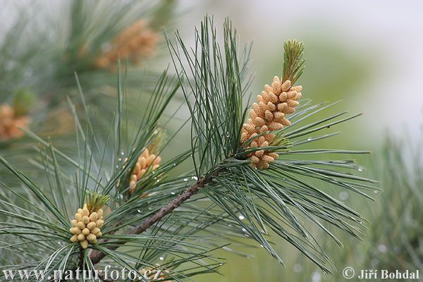 obrázek: Arboretum Sofronka otevírá pro veřejnost