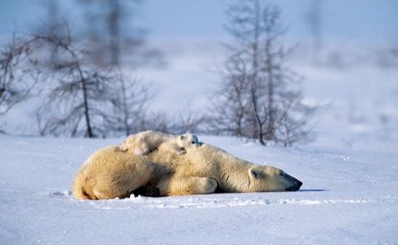 obrázek: Bertrand v Plzni vystavuje velkoformátovou přírodu