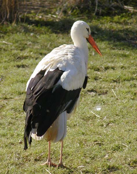 obrázek: Čáp bílý se opět vrátil na Rokycansko
