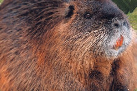 obrázek: Český les má novou atrakci - pozorovatelnu bobrů