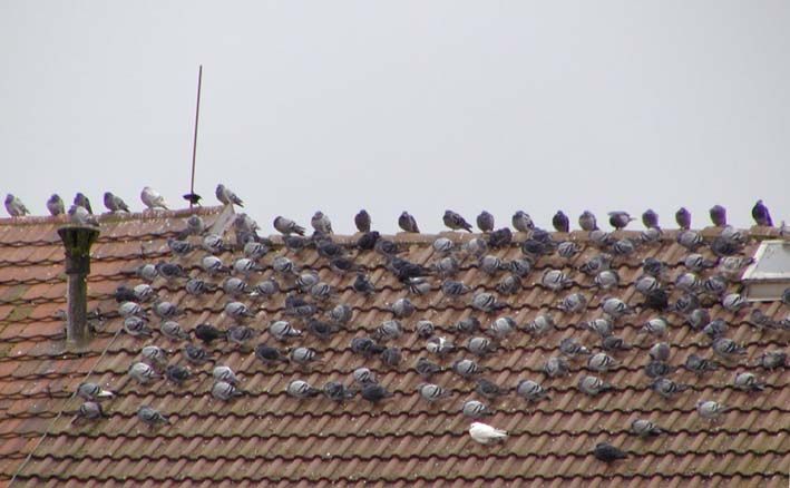 obrázek: Po zimě se vrátily vlaštovky 