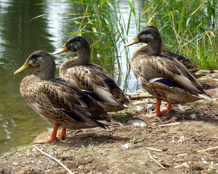 obrázek: Jaro se blíží - rodí se zajíci, párují se kachny!