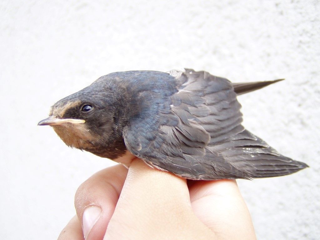 obrázek: Jaro se hlásí, na Rokycansko přiletěly vlaštovky