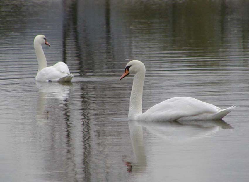 obrázek: Ptactvo v dlouhé zimě potřebuje pomoci