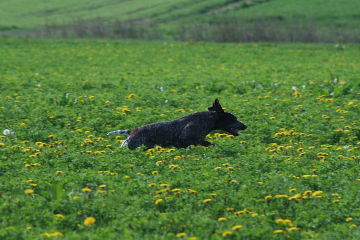 obrázek: Lovečtí psi ověřovali vlohy ve Volduchách