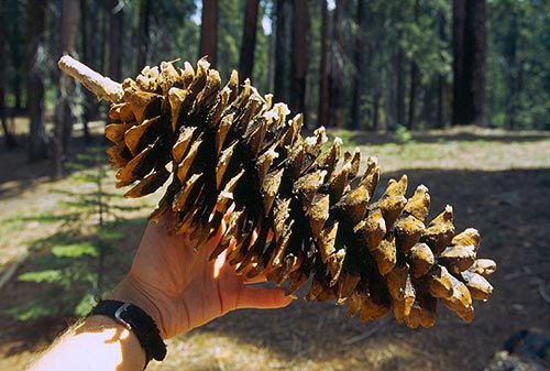 obrázek: Město Plzeň zve na čtvrteční Den lesa v arboretu Sofronka