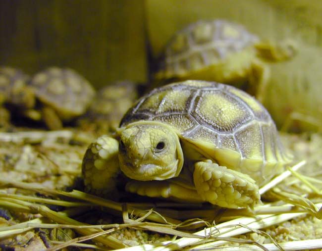 obrázek: Tučňáci a želvy z plzeňské zoo smí dostat peníze