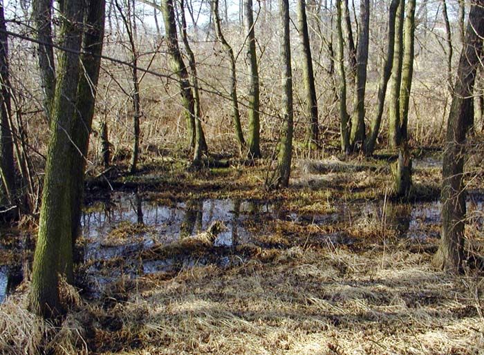 obrázek: Kraj má novou rezervaci Janovský potok a přírodní park Berounka