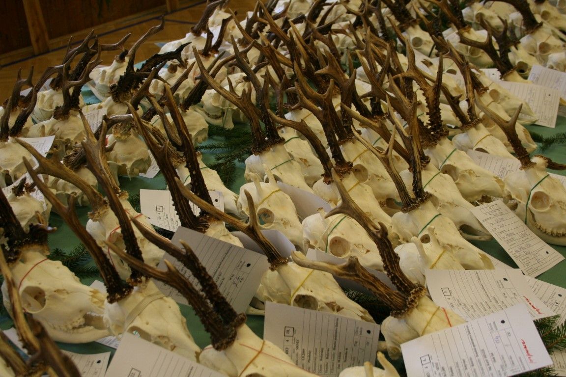 obrázek: Myslivci představili stovky trofejí z Rokycanska