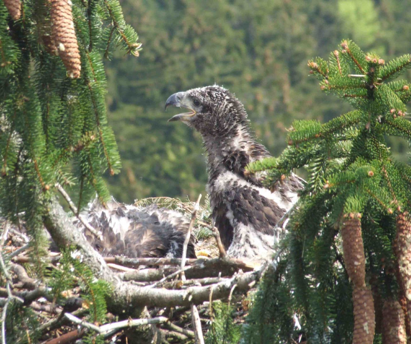 obrázek: Na Plzeňsku okroužkovali první mláďata mořského orla!