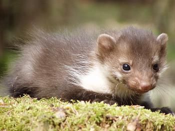 obrázek: Na půdách domů na Plzeňsku řádí kuny