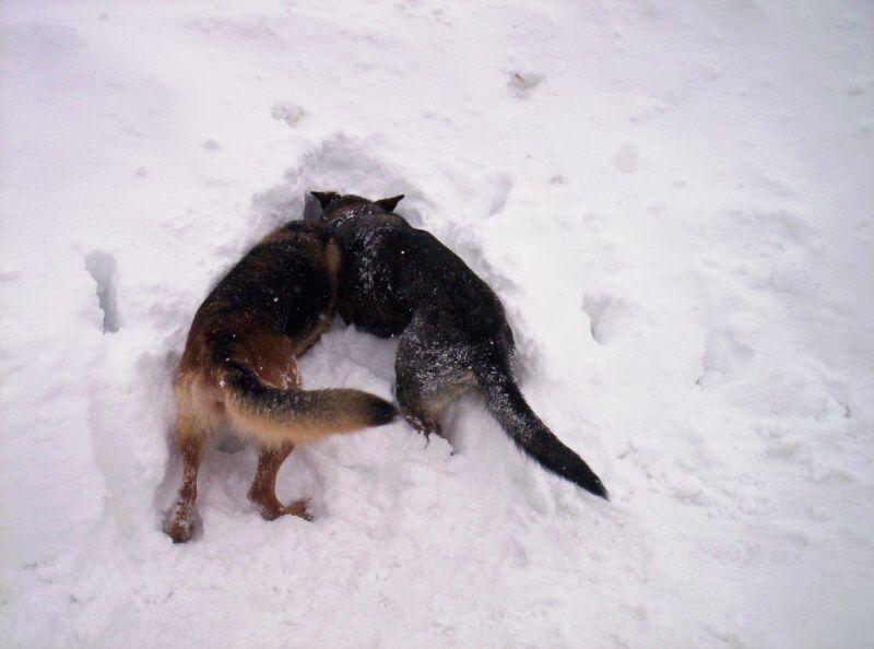 obrázek: Na Špičáku soutěží nejlepší lavinoví psi