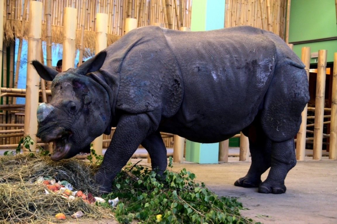 obrázek: Navštivte ZOO Plzeň s novými unikátními africkými a asijskými expozicemi 