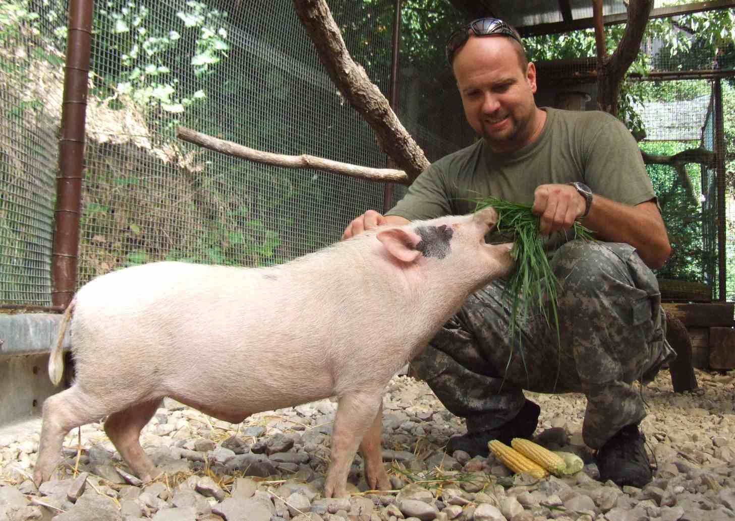 obrázek: Nechcete ztraceného ochočeného vietnamského čuníka?