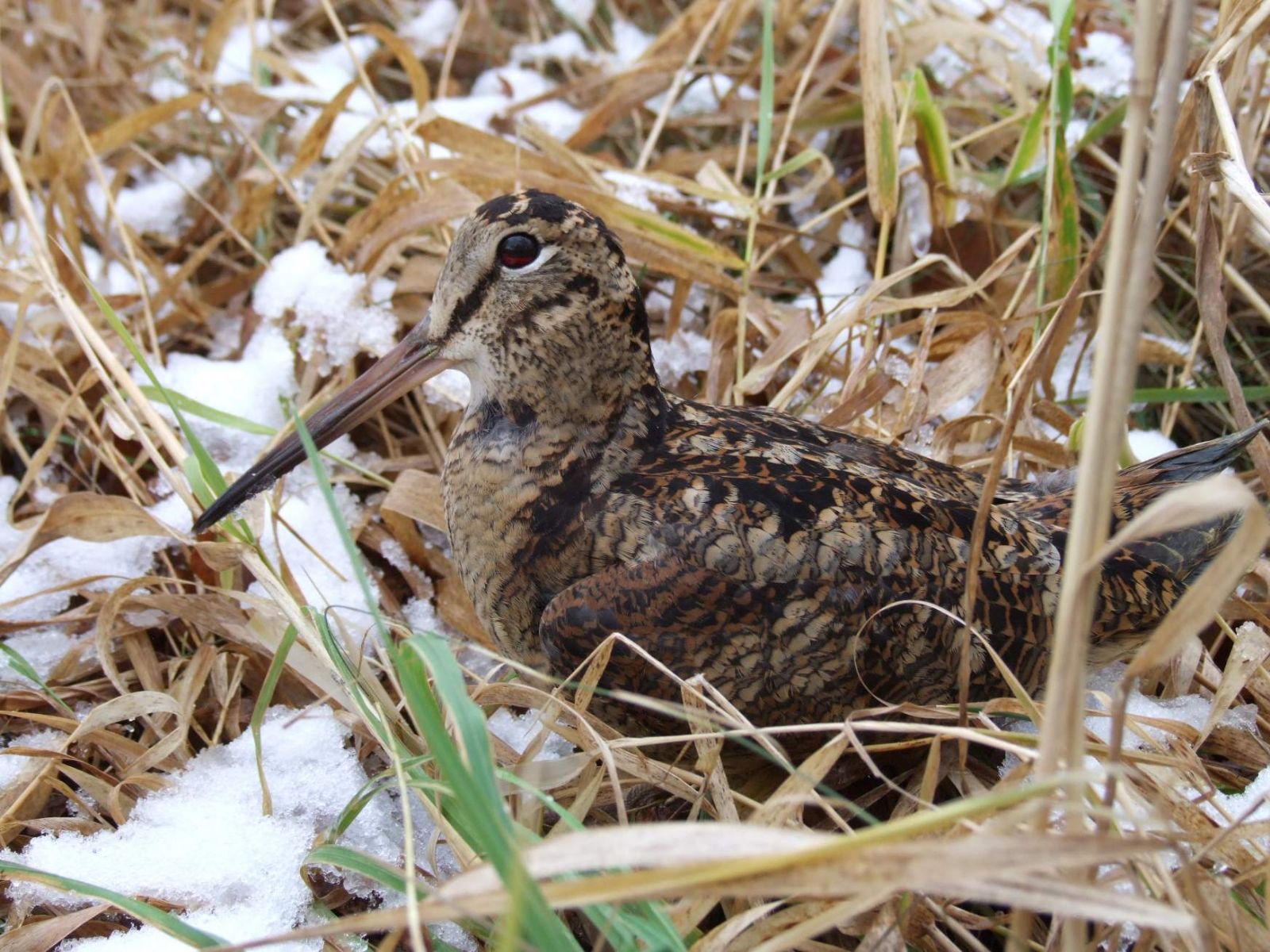 obrázek: Uzdravená sluka z Plzně doletěla až do Francie