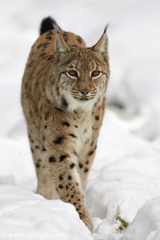 obrázek: NP Šumava se představuje v Praze jako součást Wild Wonders of Europe