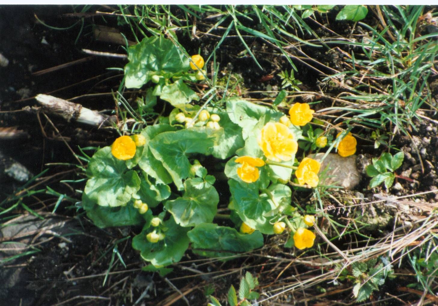 obrázek: Ochranáři budou hledat jaro