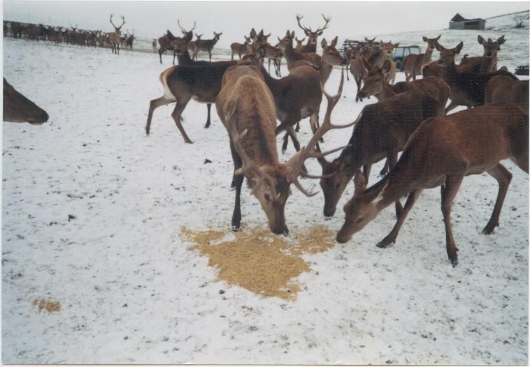 obrázek: Ochránci přírody: Přikrmování zvěře má opodstatnění