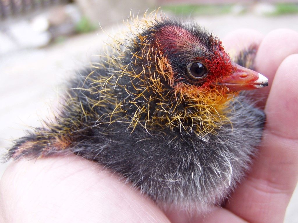 obrázek: Ochránci přírody radí: Nenoste mláďata domů!