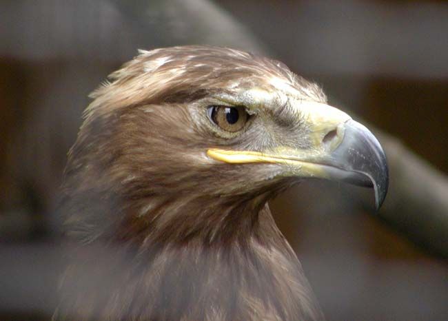 obrázek: Na Šumavě se daří vzácným orlům