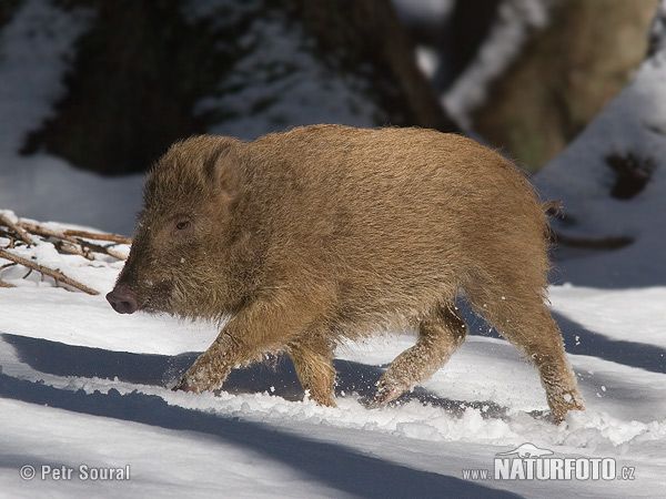 obrázek: Plzeňskou Valchu obklíčili kanci, ryjí na zahradách