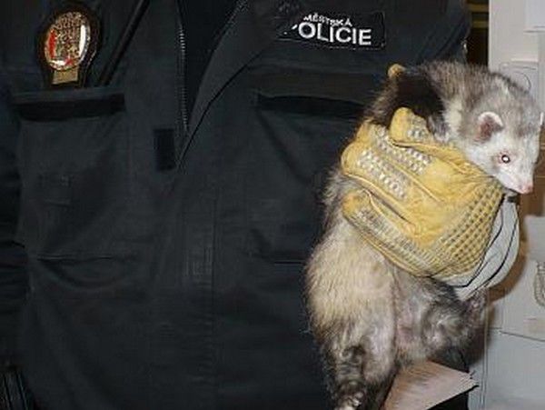 obrázek: Plzeňští strážníci chytali fretku