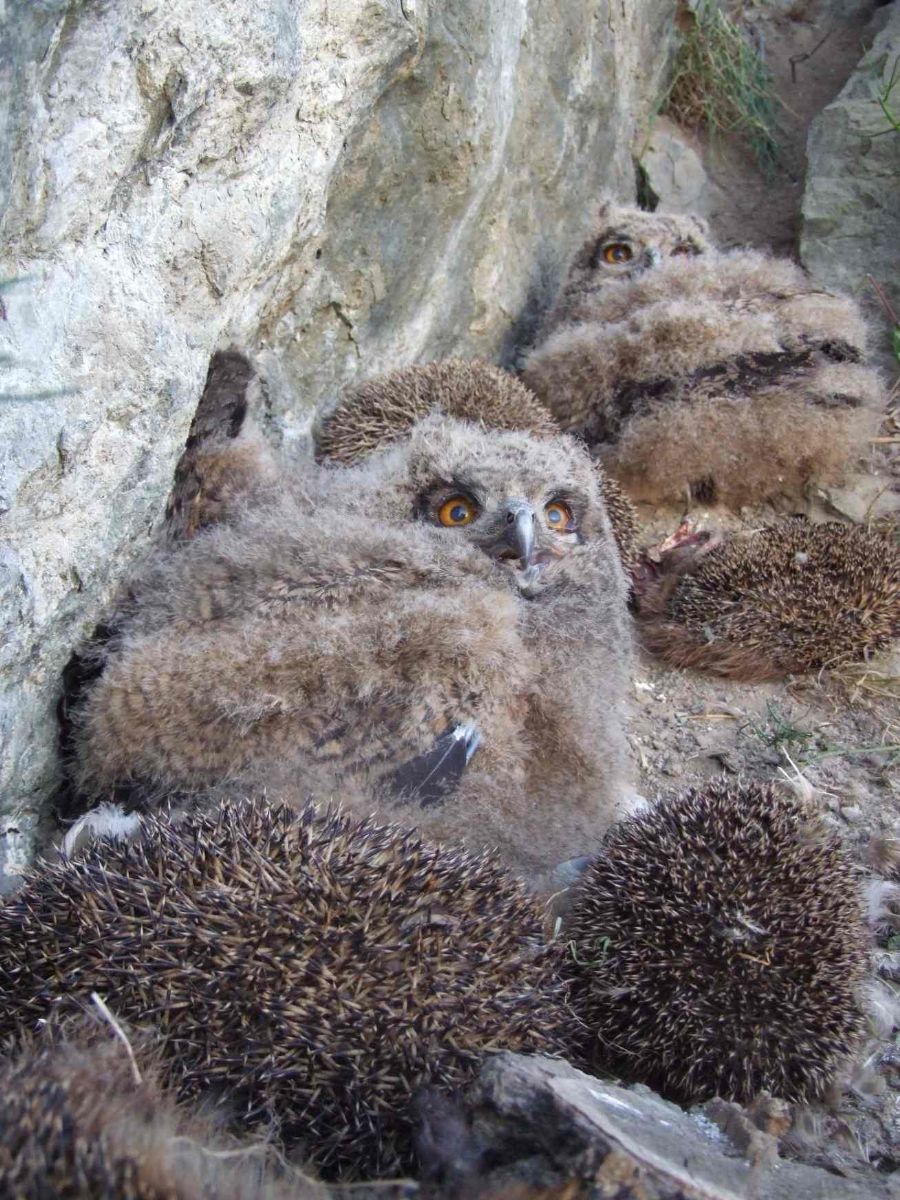 obrázek: Poslední klienti zvířecích záchranářů z Plzně: Sele a výr