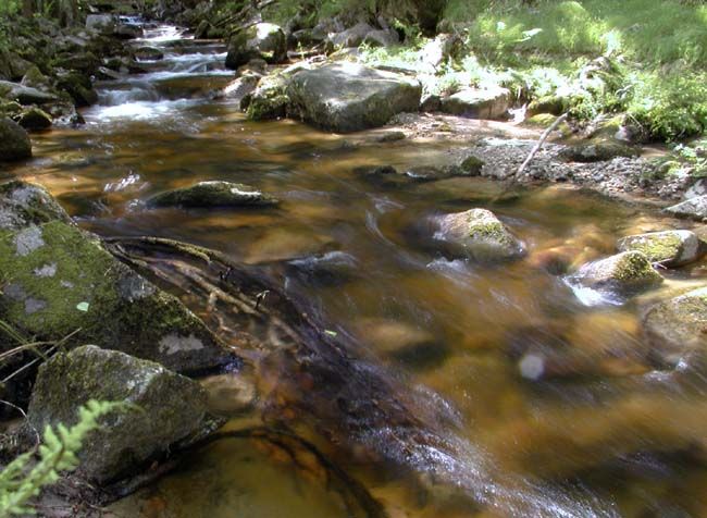 obrázek: Ochránci přírody z Rokycan zhodnotí uplynulý rok