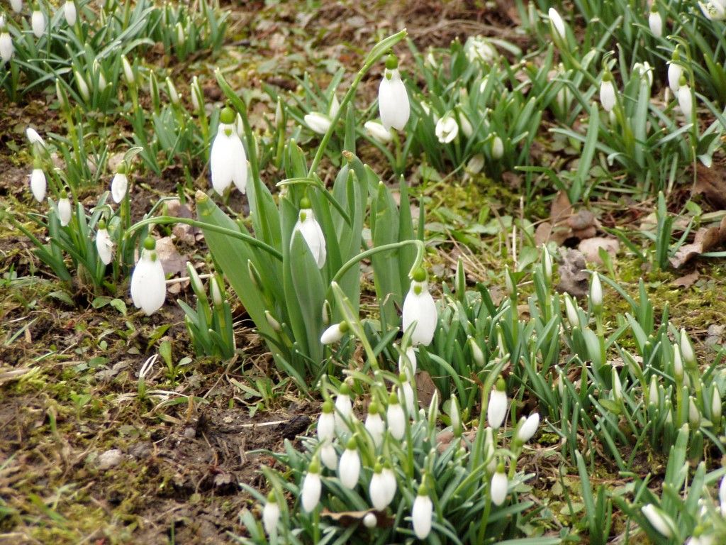 obrázek: Přihlaste svoji zahradu do soutěže