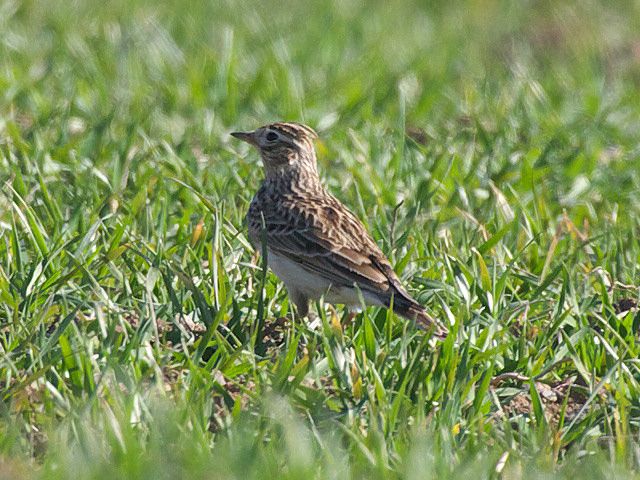 obrázek: První skřivan na Rokycansku přinesl jarní náladu