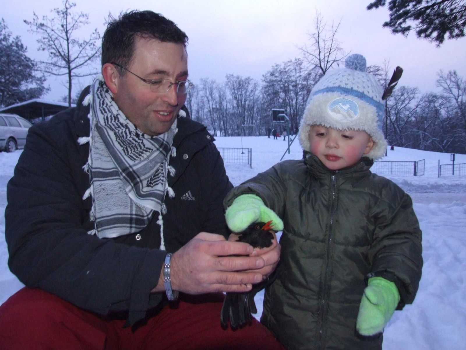 obrázek: Ptačí zima v Plzni: Kos zamotaný v bavlnce i návštěva z Finska