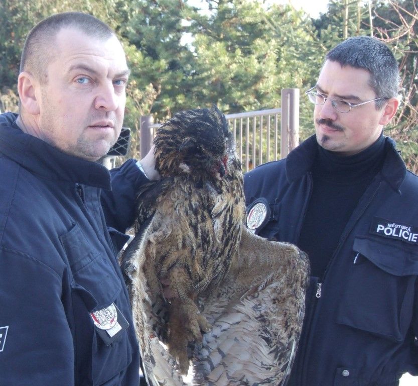 obrázek: Ptáky v Plzni nezabíjí zima, ale lidé za volanty