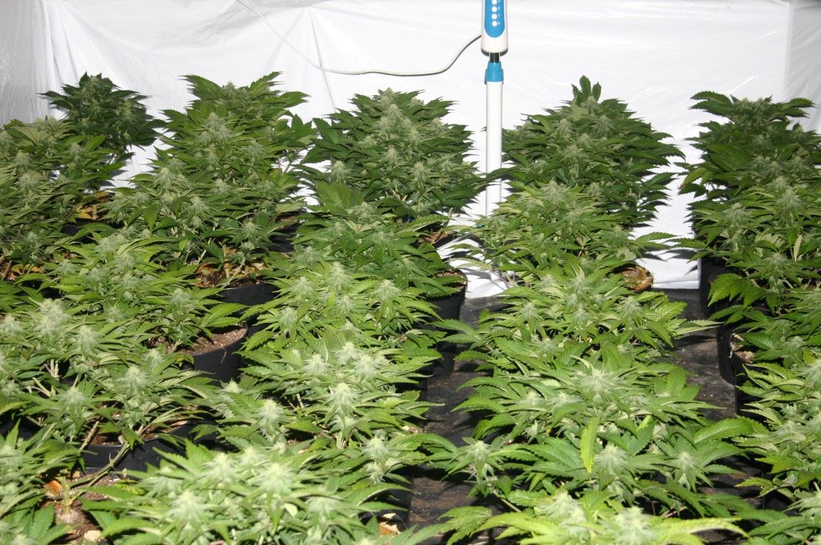 obrázek: Rodinný dům v Plzni skrýval pěstírnu konopí