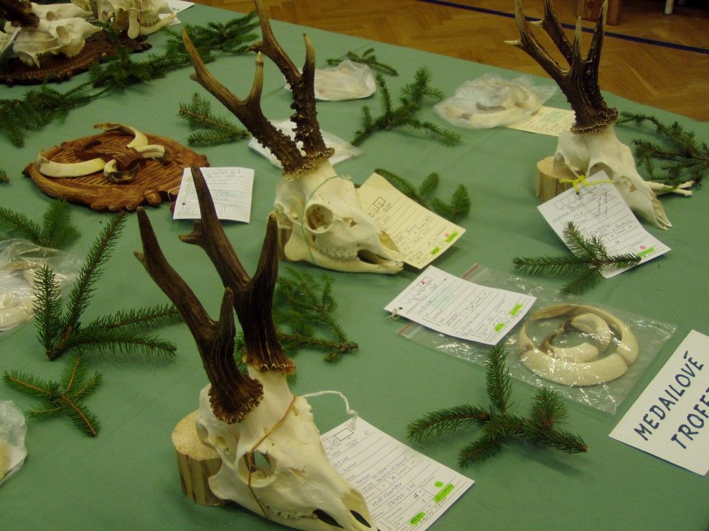 obrázek: Rokycanští myslivci v pátek a v sobotu vystavují trofeje