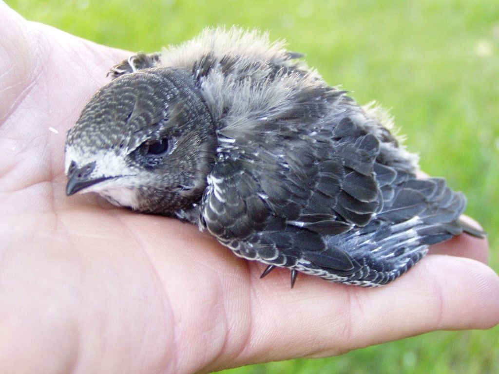 obrázek: Rorýsi už dorazili do Rokycan